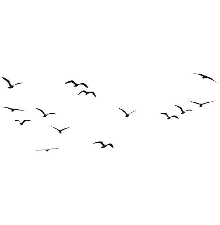 birds-image